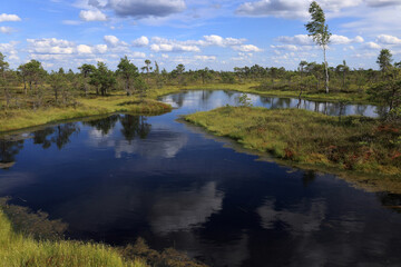 Obraz premium Landscape photo with a blue lake and a sky with clouds reflected in it in the swamps in Kemeru National Park near Jurmala, Latvia 
