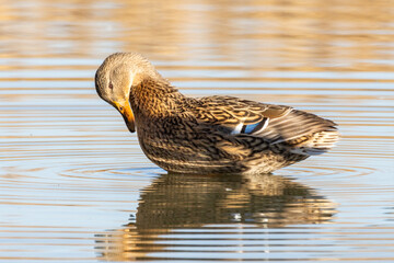 Germano reale nell'oasi naturalistica di Manzolino.