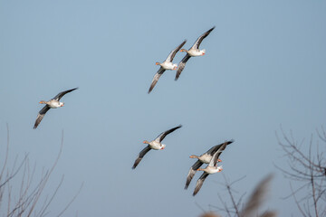 Fototapeta premium Oca selvatica, anser anser, in volo.