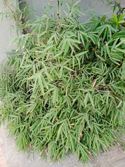 Fototapeta premium Lush Green Bamboo Plant with lush foliage growing outdoors a closeup natural beauty and texture of the plant