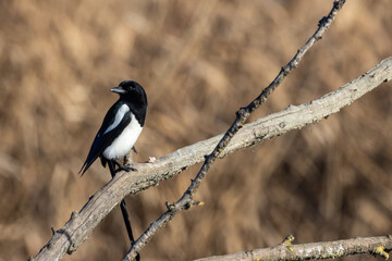 Gazza ladra si nutre in solitudine su un ramo in mezzo alla palude.