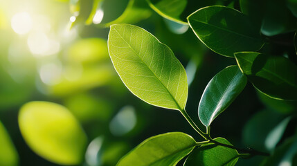 Obraz premium Close-up of fresh green leaves illuminated by soft natural sunlight.