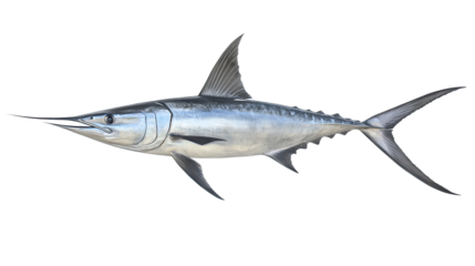 Sailfish Profile: A sleek, silver sailfish with a long, pointed bill and impressive dorsal fin is depicted in a striking profile view, showcasing its powerful physique and aquatic grace.  