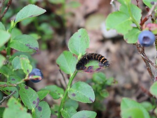 caterpillar of fox moth (Macrothylacia rubi,) on a branch