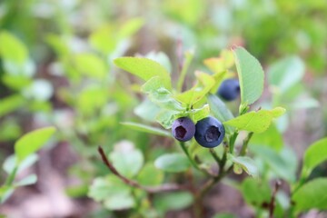 blueberries on a bush