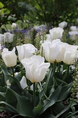 white tulips in the garden