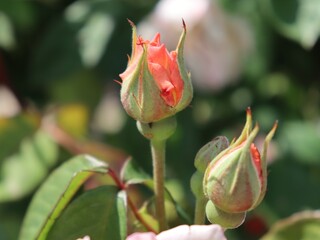 closeup of red rose bud