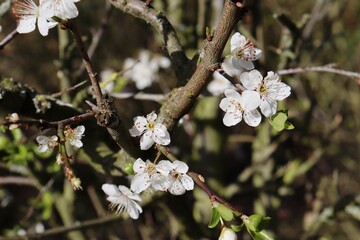 white blossoms of a blackthorn