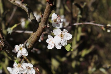 white blossoms of a blackthorn
