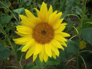 yellow sunflower in the field