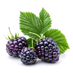 Fototapeta premium Black berry Marionberry, isolated on a white background