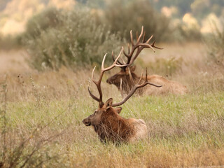 Gorgeous Massive Duo Elk Bulls Resting Peaceful Karthaus Benezette PA Wilds 7x7 8x7 8x8
