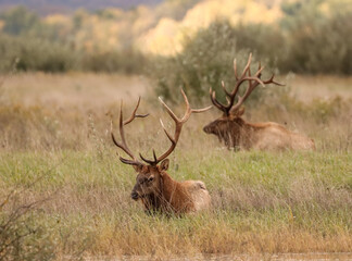 Gorgeous Massive Duo Elk Bulls Resting Peaceful Karthaus Benezette PA Wilds 7x7 8x7 8x8