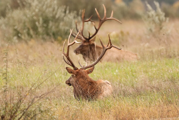 Gorgeous Massive Duo Elk Bulls Resting Peaceful Karthaus Benezette PA Wilds 7x7 8x7 8x8