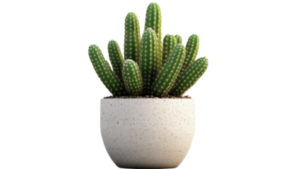 Cactus in Pot: A vibrant green Cereus cactus, with its numerous upright stems and tiny spines, thrives in a simple, elegant pot, symbolizing resilience and desert beauty. 