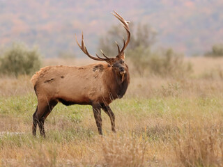 Beautiful Majestic Regal Elk Bull Autumn Rut Glory 7x7 8x7 8x8 