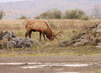 Fototapeta premium Beautiful Majestic Regal Elk Bull Autumn Rut Glory 7x7 8x7 8x8 