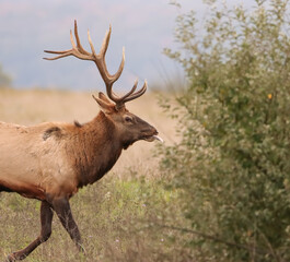 Beautiful Majestic Regal Elk Bull Autumn Rut Glory 7x7 8x7 8x8 