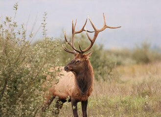 Beautiful Majestic Regal Elk Bull Autumn Rut Glory 7x7 8x7 8x8 