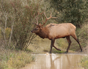 Massive Elk Bull Karthaus Benezette PA Wilds 