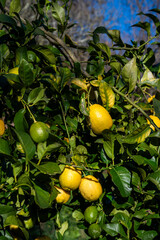 Organic Lemon tree with lemons hanging