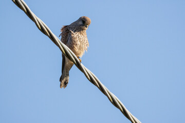 Gheppio in caccia all'oasi naturalistica di Manzolino.