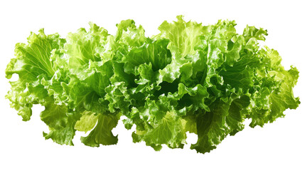 Obraz premium Crisp and Vibrant: A close-up shot showcasing the delicate texture and vibrant green hue of fresh lettuce leaves, ready to add a burst of flavor and freshness to any dish.