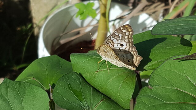 A spotted butterfly rests on the least of a sweet potato vine. 