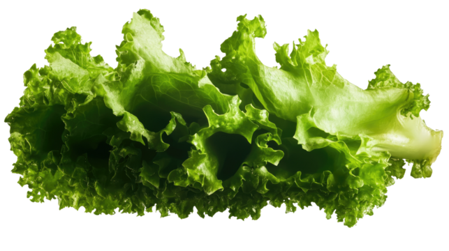 Fresh Green Lettuce: A vibrant, crisp lettuce leaf with ruffled edges, showcasing the delicate green hues and intricate textures of this essential salad ingredient.