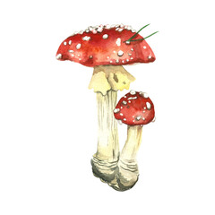 Red bright fly agaric with a small fly agaric. Poisonous mushrooms hand-drawn in watercolor and isolated on a white background. Watercolor illustration. For printing on kitchen textiles, printing.