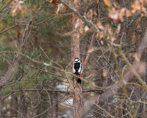 woodpecker on a tree looking for food