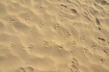 Orme sulla sabbia...