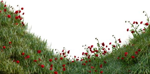 Fresh green grass red flowers isolated against a transparent background PNG