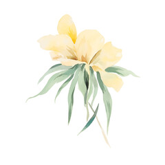 Fototapeta premium Soft Pastel Yellow Watercolor Artwork with Delicate Brushstrokes and Subtle Texture Isolated on Transparent Background