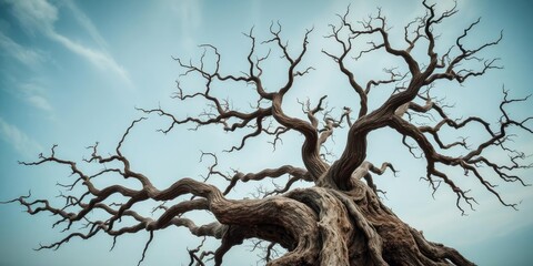 Fototapeta premium Ancient tree with gnarled branches stretching towards the sky, bark, greenery