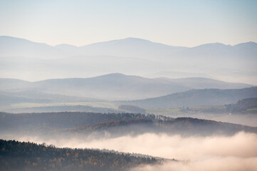 One foggy day in the forest