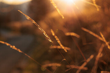macro di piante di campo illuminate dalla luce arancione del sole al tramonto