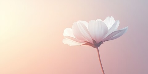 Obraz premium Delicate white flower with softly layered petals stands against a gentle pastel background during sunset, evoking a sense of calm and beauty in nature