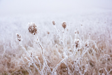 leaves with hoarfrost in winter