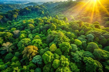 Lush African Rainforest Canopy: Aerial View of Vibrant Green Summer Foliage