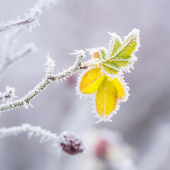 Frosted flowers