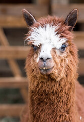 Fototapeta premium A picturesque scene, a brown llama in a pen. The concept of animal husbandry and rural life. Portrait of a smiling lama in the fresh air. Close-up. A pet on a private eco-farm. Agricultural industry.