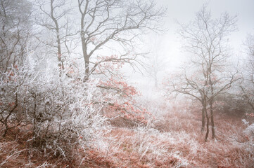 Trees covered in frost
