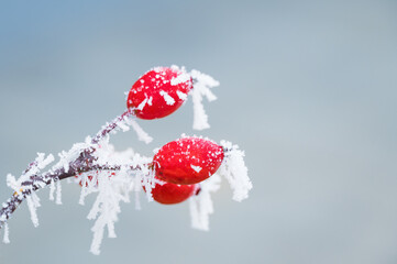 Red berries of common holly, Ilex aquifolium in winter, frost-covered