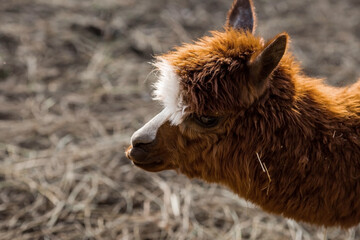 A picturesque scene, a brown llama in a pen. The concept of animal husbandry and rural life. Portrait of a smiling lama in the fresh air. Close-up. A pet on a private eco-farm. Agricultural industry.