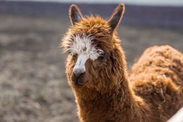 Obraz premium A picturesque scene, a brown llama in a pen. The concept of animal husbandry and rural life. Portrait of a smiling lama in the fresh air. Close-up. A pet on a private eco-farm. Agricultural industry.