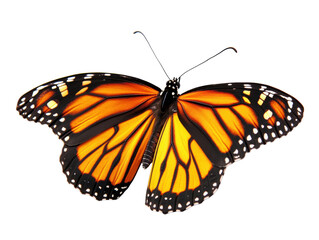 Fototapeta premium Isolated Monarch Butterfly on White Background