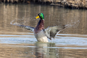 Germano reale nell'oasi naturalistica di Manzolino.