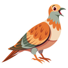 Photo of a  European Turtle Dove  full body eating  isolated on a white background