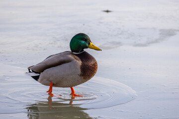 Germano reale nell'oasi naturalistica di Manzolino.
